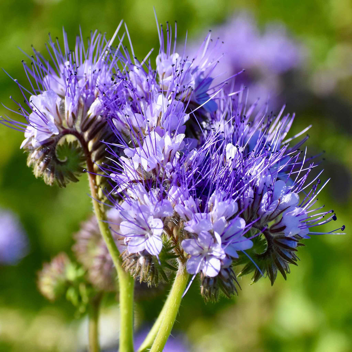 Lacy Phacelia – Wildflower Garden Seeds