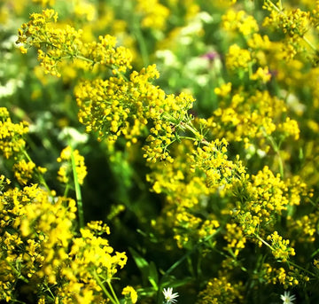 Lady’s Bedstraw perennial yellow-flowering plant for meadow gardens and naturalistic landscaping