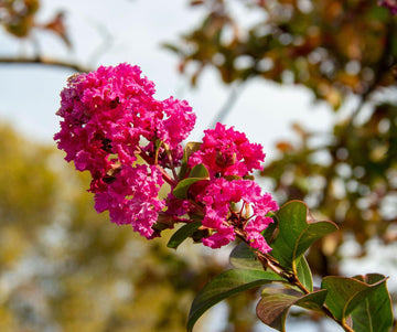 Delta Jazz Chocolate Mocha Crepe Myrtle Lagerstroemia Indica – Flowering Shrub Seeds