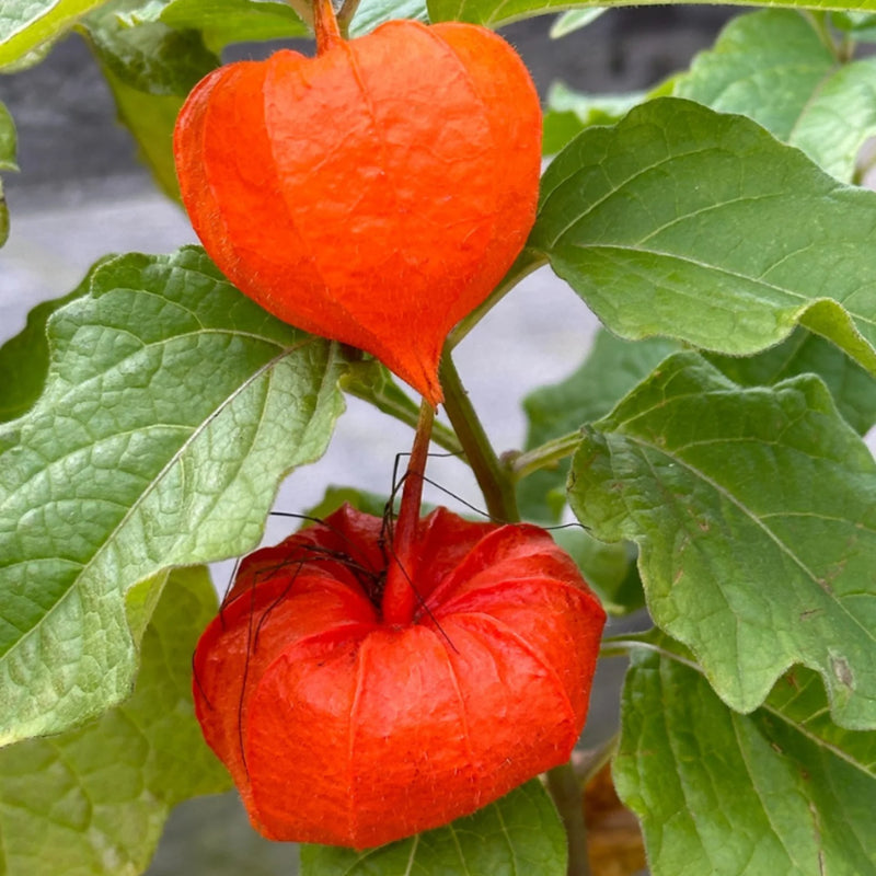 Physalis alkekengi franchetii Japanese Lantern garden seeds for ornamental planting