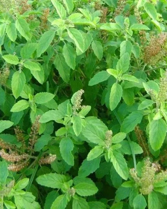 Kivumbasi Lime Basil Ocimum africanum seeds for herb garden planting