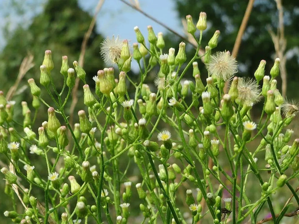 Canadian Fleabane ,Conyza canadensis Organic Seeds for Wildflower Gardens