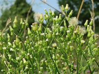Canadian Fleabane ,Conyza canadensis Organic Seeds for Wildflower Gardens