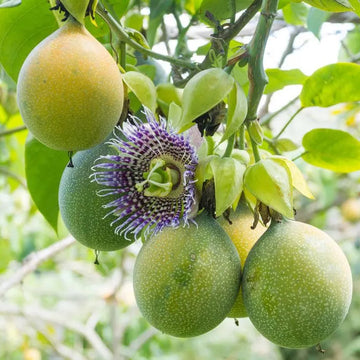 Passiflora edulis Seeds – Sweet Granadilla Passion Flower Seeds for Planting