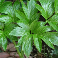 Ashitaba Seeds Angelica Keiskei Japanese Longevity Herb Nutritious & Easy-to-Grow Plant