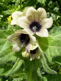 Organic Black Henbane Hyoscyamus niger flowering plant with pale yellow blossoms, dark purple veins, and broad grayish-green hairy leaves