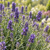Essential Medicinals English Lavender product packaging.