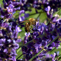 1. Essential Medicinals English Lavender product displayed alongside lavender botanical imagery.