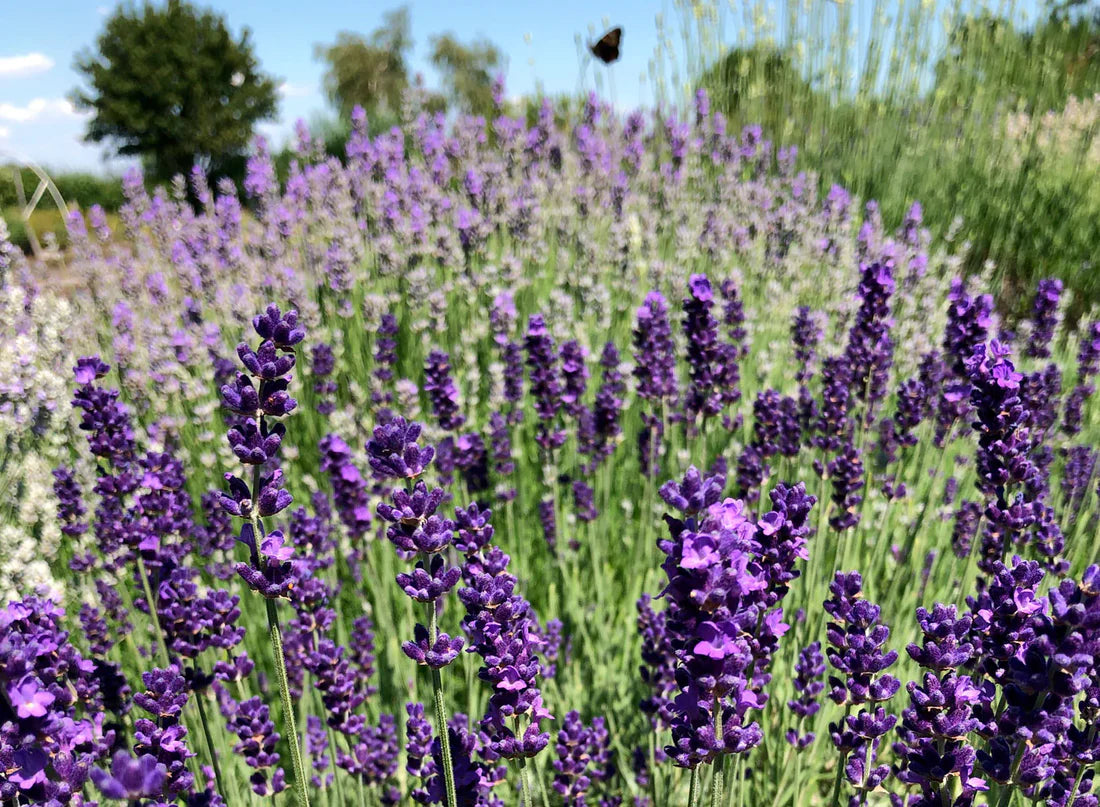 Lavender Silk Japanese – Garden Herb Seeds