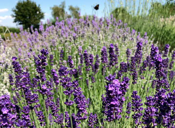 Lavender Silk Japanese – Garden Herb Seeds