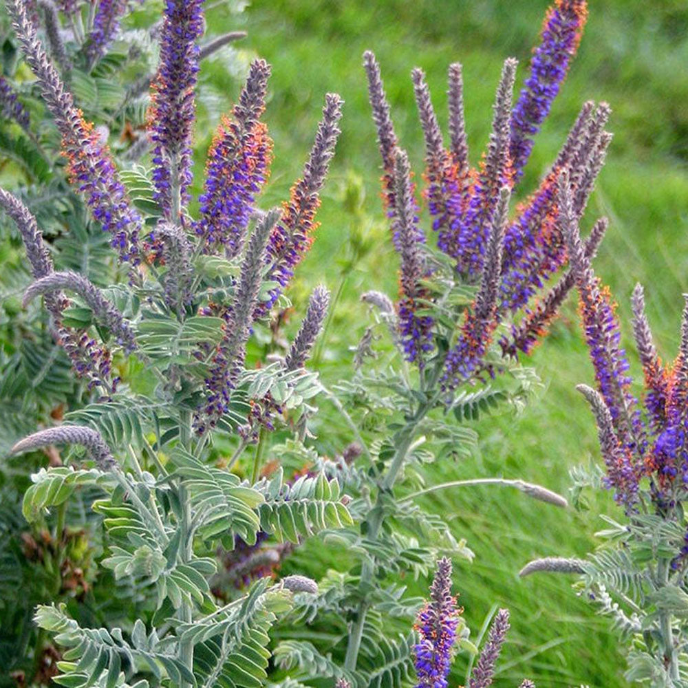 Lead Plant – Hardy Wildflower Garden Seeds