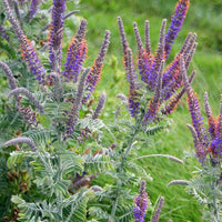 Lead Plant – Hardy Wildflower Garden Seeds