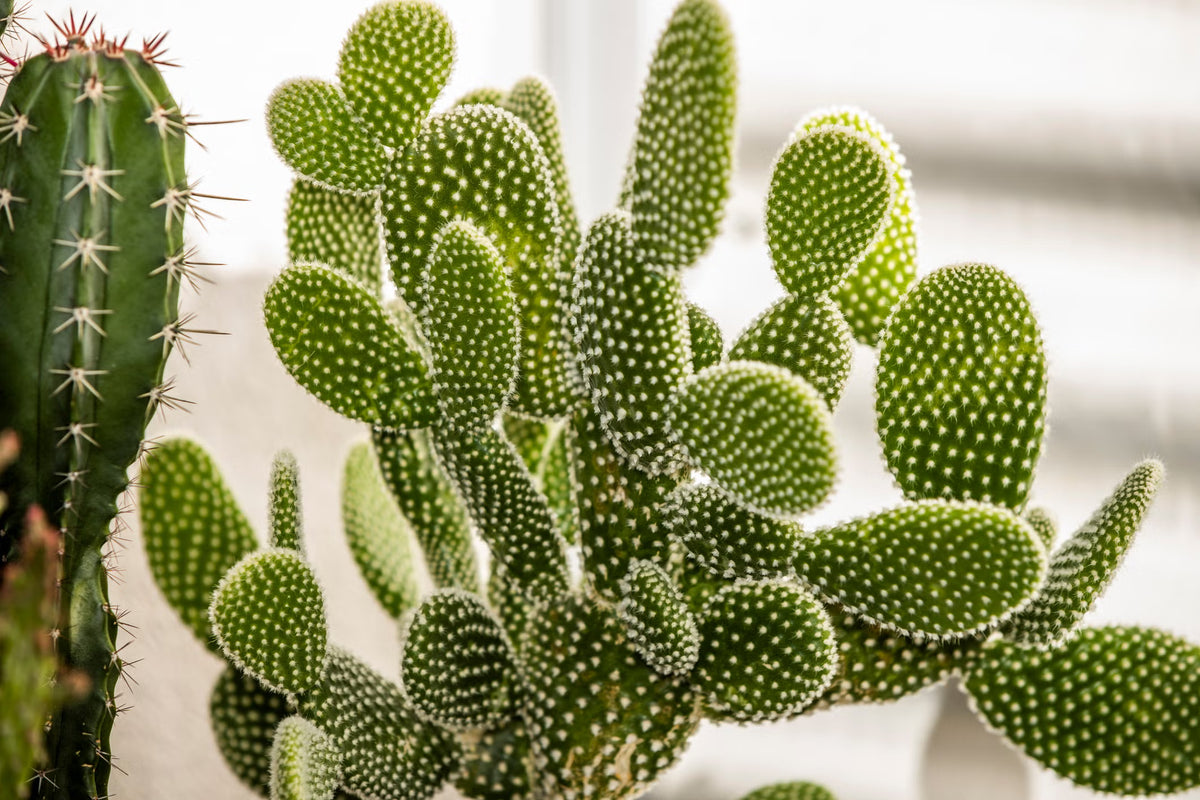 Rabbit Ear Plant Opuntia Microdasys – Succulent Cactus Garden Seeds