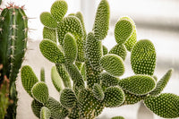 Rabbit Ear Plant Opuntia Microdasys – Succulent Cactus Garden Seeds