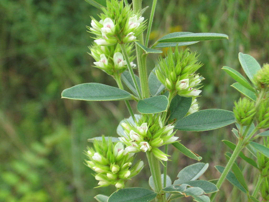 Round Headed Bush Clover – Wildflower Garden Seeds