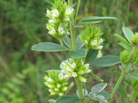 Round Headed Bush Clover – Wildflower Garden Seeds