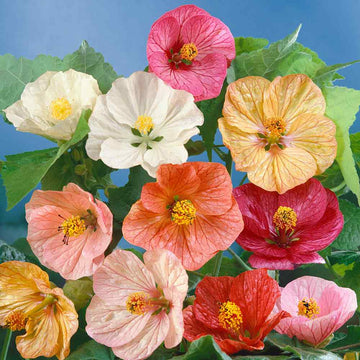 Abutilon Flower Seeds – Mixed, Perennial Flower Seeds