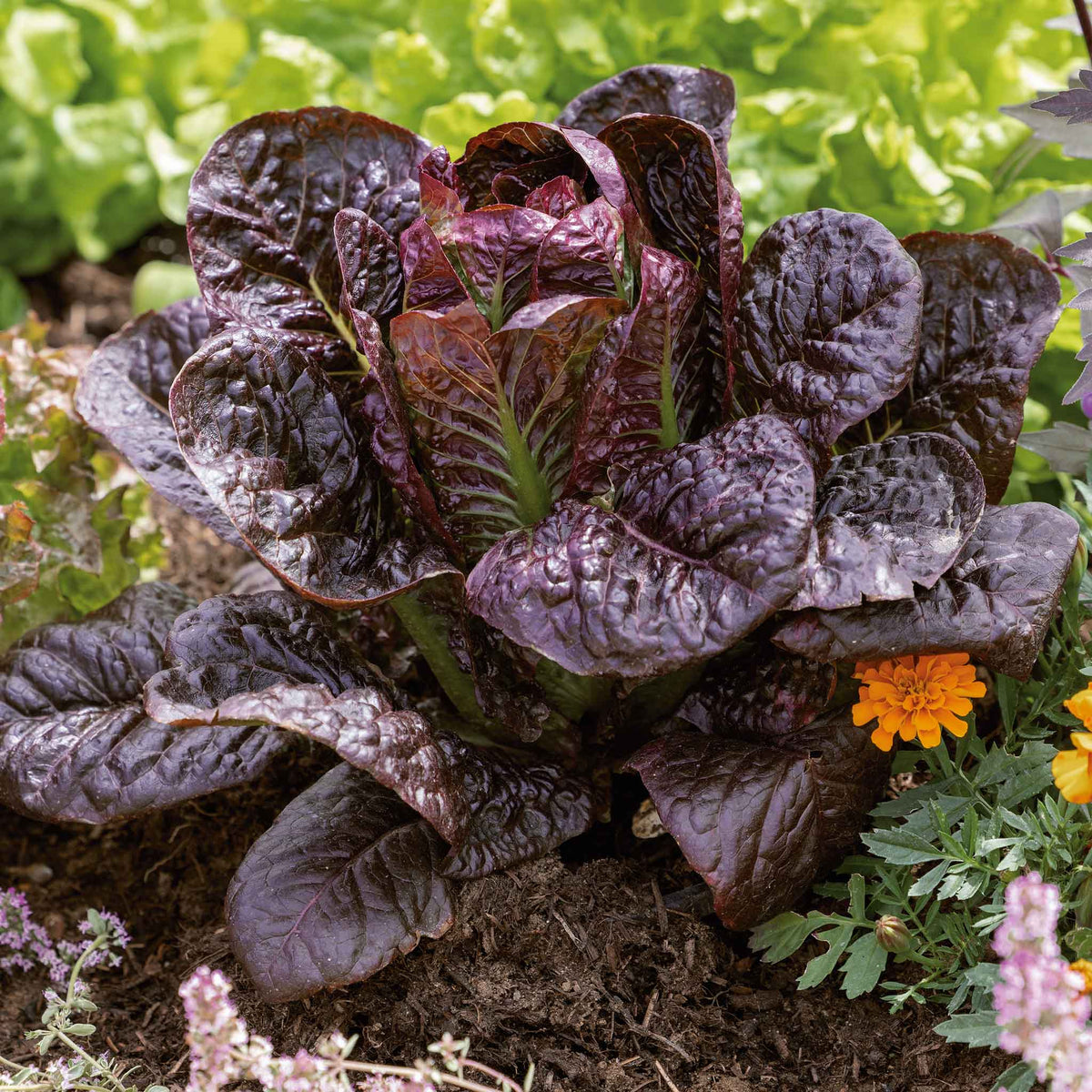 Red Romaine Lettuce – Vegetable Garden Seeds