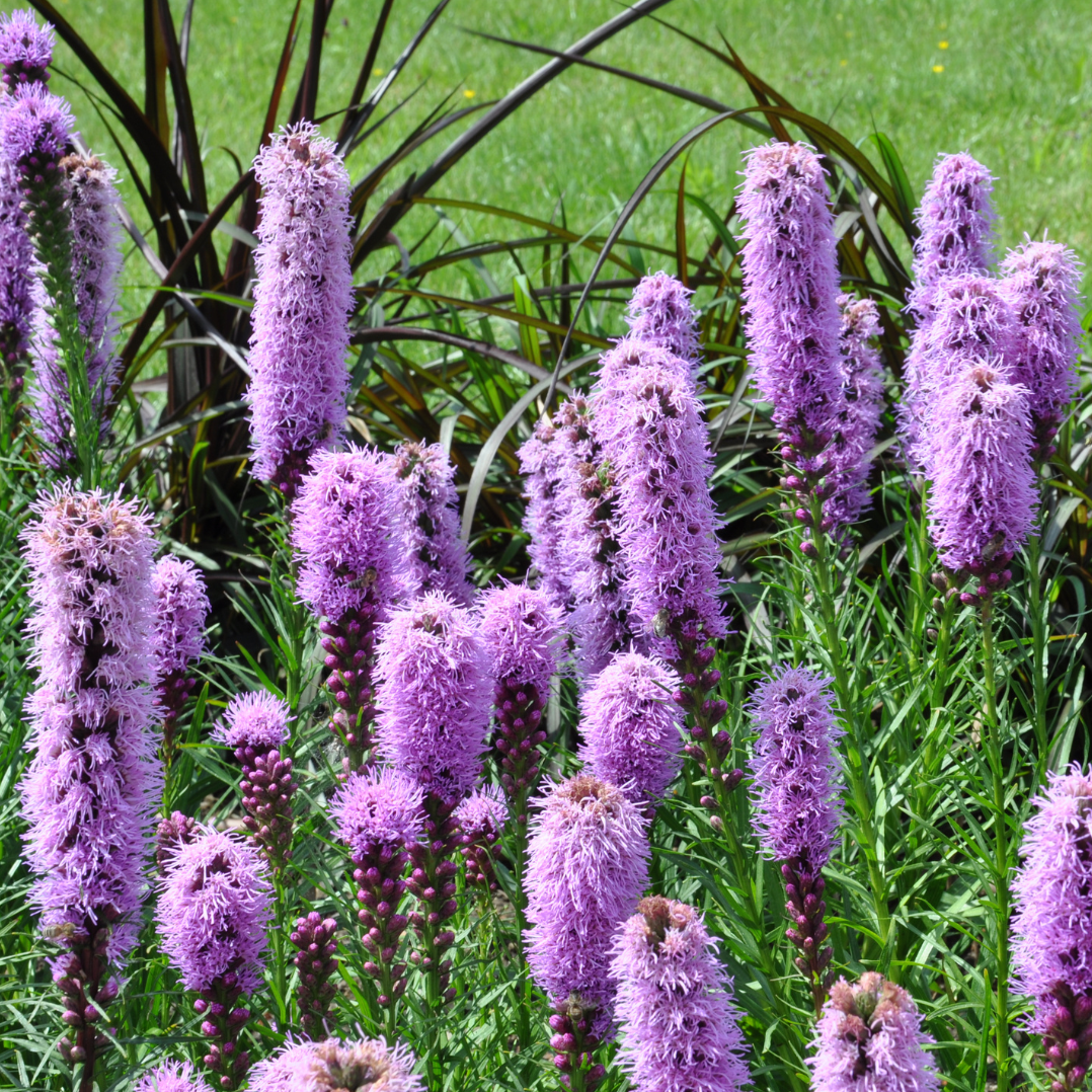 Gayfeather Seeds  Liatris spicata  for Perennial Flower Gardens