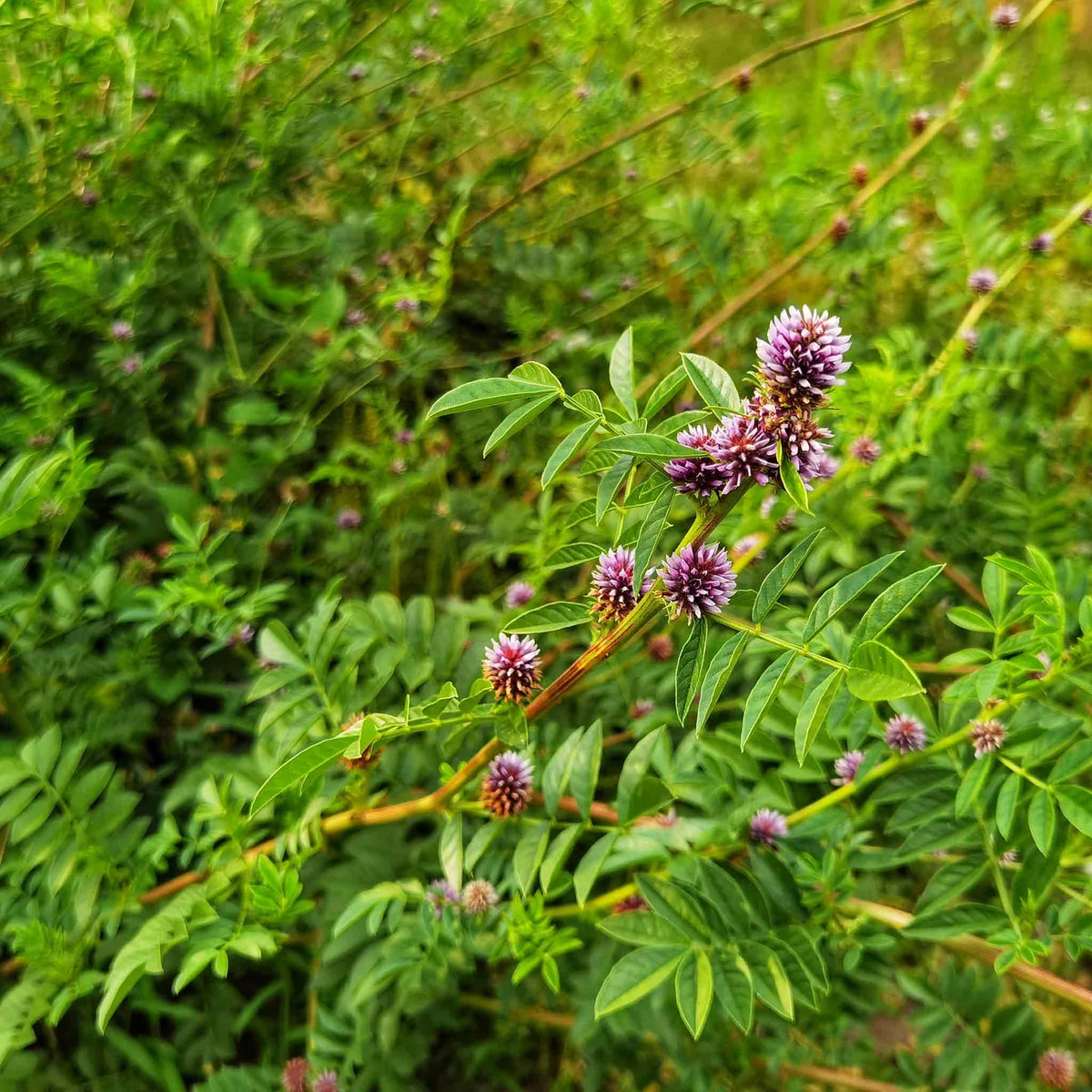 Licorice Glycyrrhiza Glabra – Perennial Herb Garden Seeds