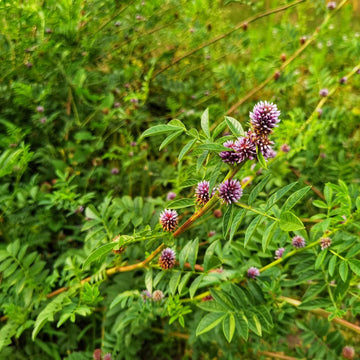 Licorice Glycyrrhiza Glabra – Perennial Herb Garden Seeds