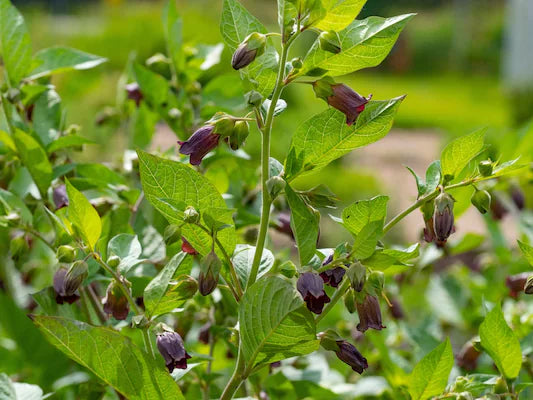 Atropa komarovii botanical seeds for specialized plant cultivation