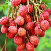 Lychee Litchi Chinensis – Fragrant Fruit Tree Seeds