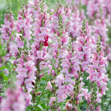 Snapdragon Antirrhinum Liavender – Colorful Flower Seeds
