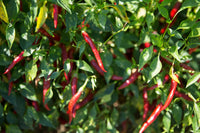 Corno Di Capra Chili Pepper – Vegetable Seeds