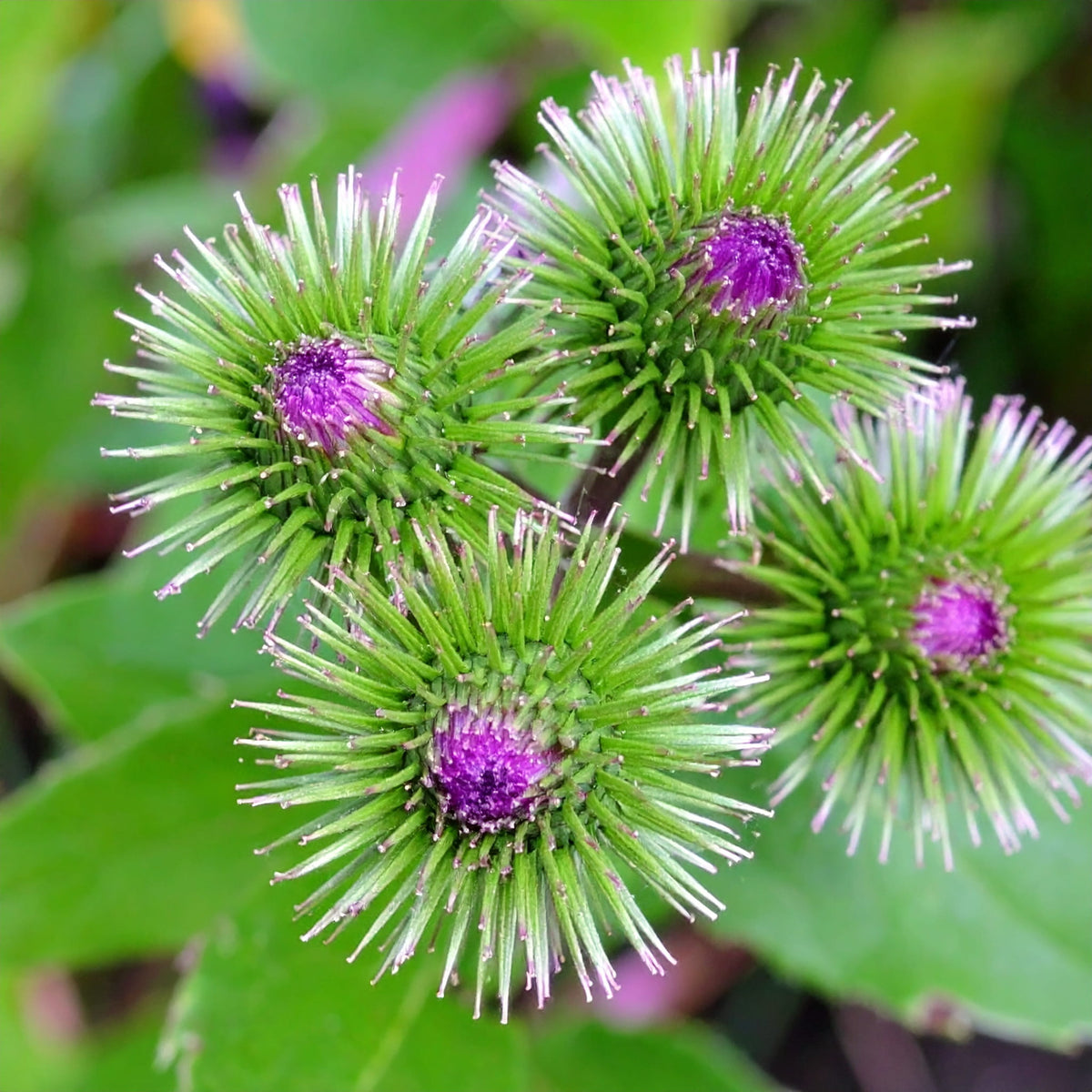 Burdock Gobo Arctium lappa seeds for home vegetable gardening