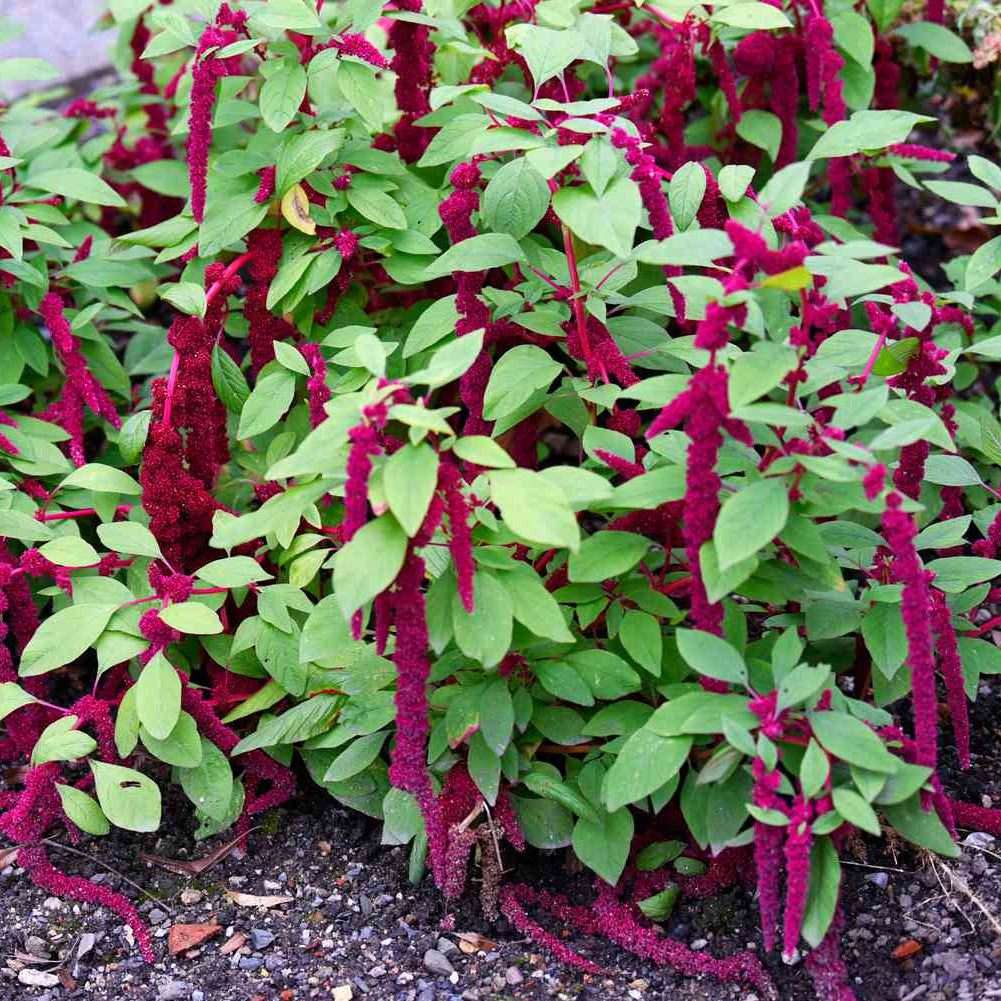 Love Lies Bleeding – Hardy Wildflower Garden Seeds