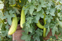Luffa Aegyptica – Sponge Gourd Annual Vine Seeds