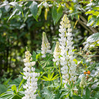 White Lupine Flower – Annual Flower Seeds
