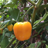 Manzano Pepper Yellow – Garden Vegetable Seeds