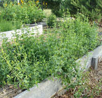 Madder perennial dye plant seeds for heritage and specialty gardens.