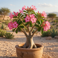 Adenium “Desert Rose”, Adenium obesum Seeds