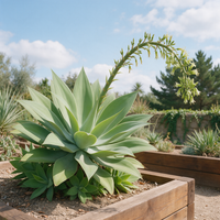 Swan’s Neck Agave (Agave attenuata) garden plant seeds