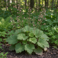Alum Root Heuchera richardsonii Seeds for Home Gardens, Woodland Landscapes and Natural Garden Planting
