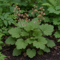 Alum Root Heuchera richardsonii seeds for cottage garden planting