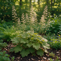 Heuchera richardsonii Alum Root plant for woodland landscapes