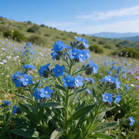 Azure Anchusa (Anchusa azurea) flowering plant with blue blooms