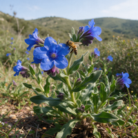 Undulate Anchusa Anchusa undulata Seeds for Home Gardens Natural Landscapes and Cottage Garden Planting