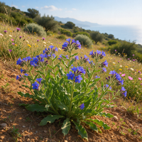 Anchusa azurea Azure Anchusa flowering garden plant