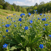 Azure Anchusa blue flowers for garden borders and flower beds