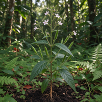 Andrographis Andrographis paniculata Seeds for Garden Planting Home Gardens and Botanical Collections