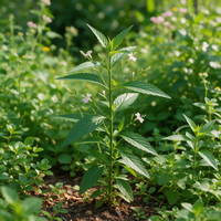 Andrographis paniculata Seeds for Home Gardening Herbal Gardens and Natural Landscape Planting