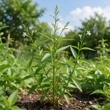 Andrographis Andrographis paniculata plant with green foliage