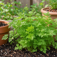 Fijne Krul Chervil Anthriscus cerefolium Seeds