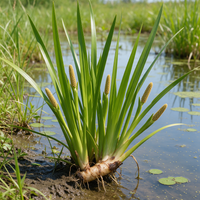 Calamus plant with narrow sword-like foliage in a wetland garden