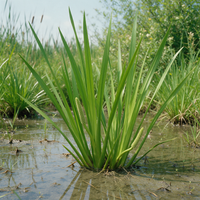 Acorus calamus var. americanus Calamus for moist garden landscapes